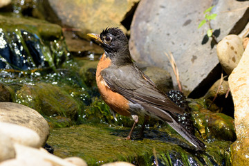 wet robin splashing