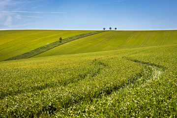 Field of green grain and cloudy blue sky