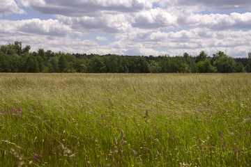 Разнотравье. Заливные луга.