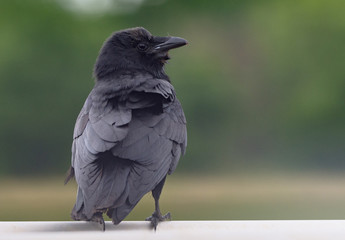 Raven is watching