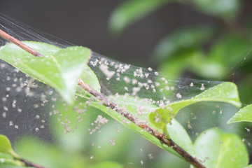 蜘蛛 の抜け殻