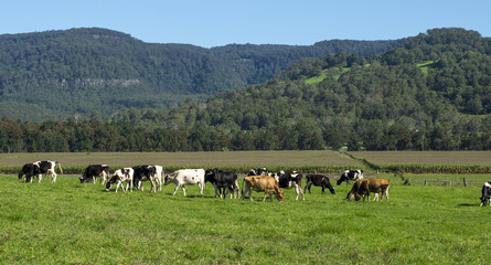 Cow farm in Sydney