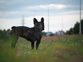 Sad dog in the field. Bulldog looked back to homes