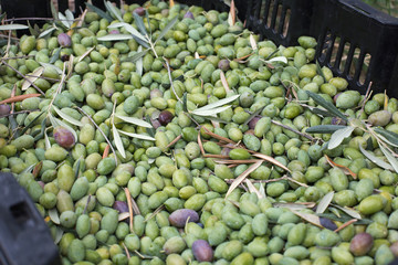 Ripe green olives collected in box