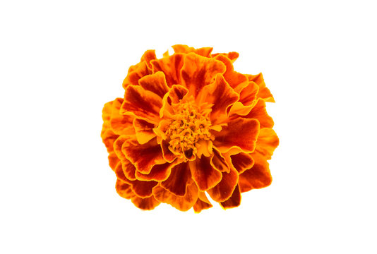 Marigold Isolated