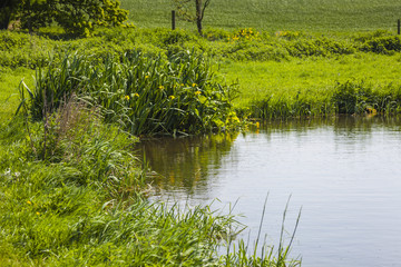 Obraz premium An idyllic scene of a pond with copy space within the water area. It can lend itself to any rural concerning literature & Pursuits, the environment and indeed fishing.