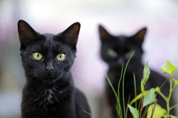 coppia di gatti neri