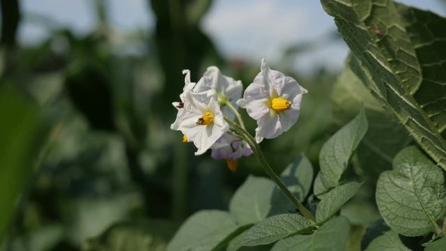 Solanum tuberosum flower close-up 4K 2160p 30fps UltraHD footage - Cultivated potato plant shallow DOF 3840X2160 UHD video 