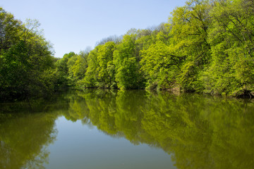 Lake in green forest