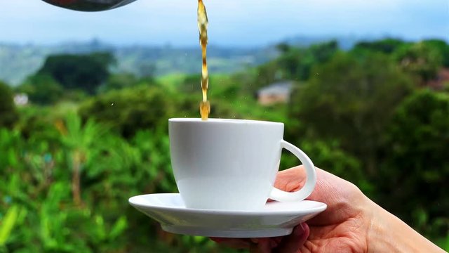 Woman hand holding a Cup of Coffee over beautiful nature background full hd. Filling cup of coffee with plants of coffee in the background. Vacations and relax concept. cup of tea in tropical ambient.