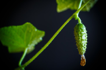 Branch with growing cucumbers