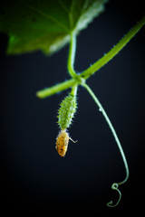 Branch with growing cucumbers