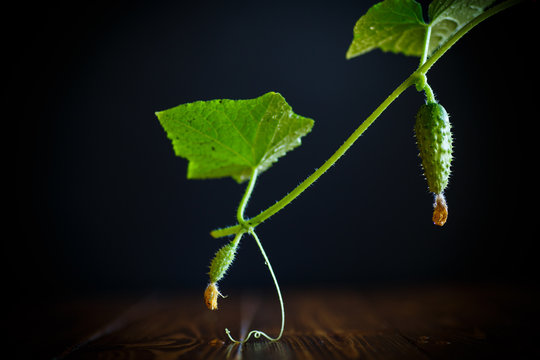 Branch with growing cucumbers