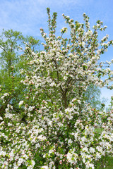 Flowering apple tree top against blue sky background.
