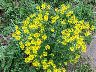 Yellow flowers cluster against blurred background
