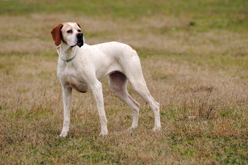 Obraz na płótnie Canvas German shorthaired pointer dog