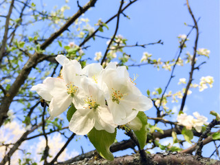 Apple tree flowers close up view against blurred background
