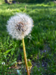 Close-up view on sunny dandelion against blurred green background
