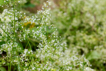 Hedge bedstraw / fresh and dried Hedge bedstraw 