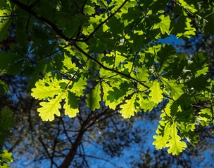 Oak leaves