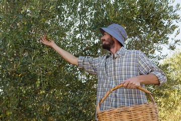 Farmer harvesting a olives from tree © wavebreak3