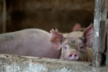 Granja de su&iacute;nos