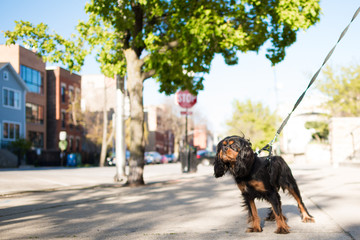 Cute little black dog, a Cavalier King Charles Spaniel, standing on a city street, like she's...