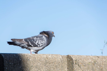 Feral,city or street pigeon