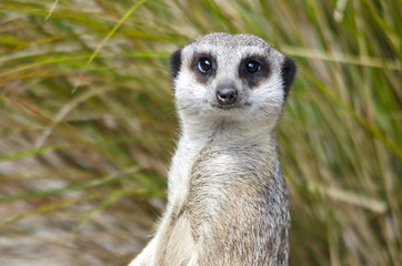 Portrait of a Meerkat