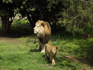 The king and the prince