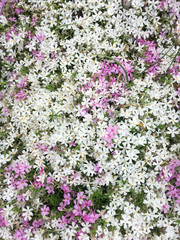 Naklejka premium white and pink Phlox-shaped