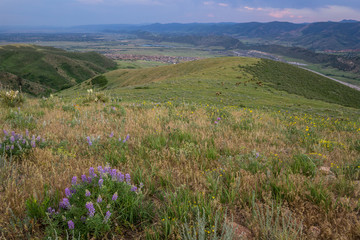 Wildflowers and Elk on Green Mountain.  Lakewood, Colorado.
