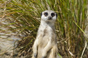 Portrait of a Meerkat in front of Long Grass