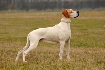 Obraz na płótnie Canvas German shorthaired pointer dog