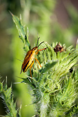 braune Randwanze, Wanze, Insekt, Natur 