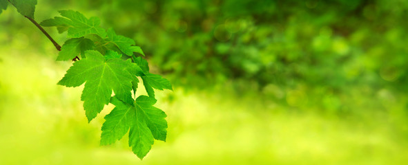 Fototapeta na wymiar Green maple leaves over blurred foliage background.
