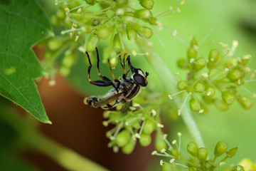 Schwebfliege im Wein, Natur