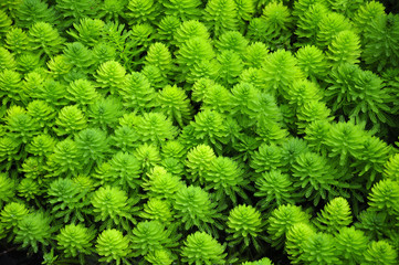 Myriophyllum aquaticum or water milfoil found in the waters of Xitang water town Zhejiang Province china.