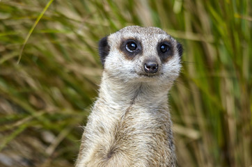 Fototapeta premium Portrait of a Meerkat