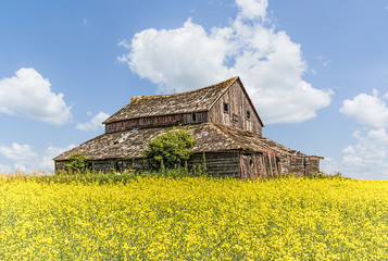 old farm building in a canola field
