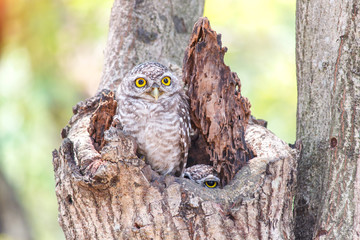 Close up of spotted owlet or athene brama bird.