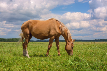 Beautiful horse grazing in a meadow 