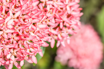 Pink flower, Ixora coccinea.