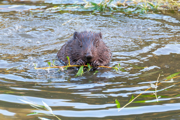Beaver kid sits full-face in water near riverside and nibbles willow branch. Moscow, Russia.   © shujaa_777