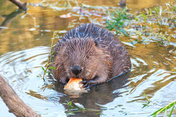 Beaver kid sits full face in water near riverside and nibbles bread. Moscow, Russia.
