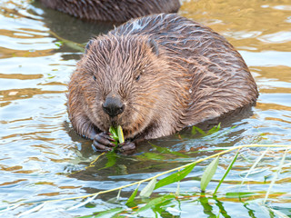 Beaver kid sits full-face in water near riverside and nibbles branch. Moscow, Russia.
