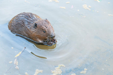 Beaver swims in water near riverside. Moscow, Russia.

