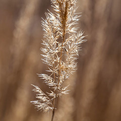 Obraz premium Fade grass ear on blurred background macro view 