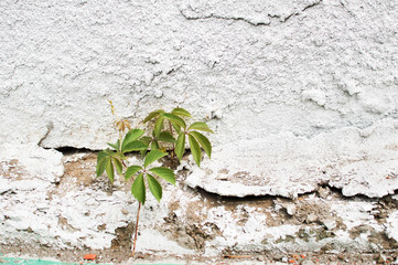 Stone wall and flower, flower through the wall