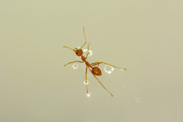 Single red ant alone in the water.